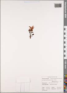 Мытник Эдера Vahl, Сибирь, Чукотка и Камчатка (S7) (Россия)