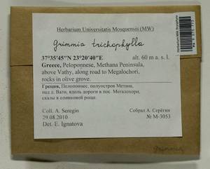 Grimmia trichophylla Grev., Гербарий мохообразных, Мхи - Западная Европа (BEu) (Греция)
