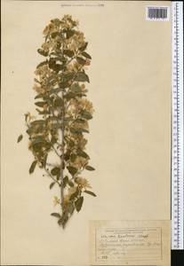 Жимолость Королькова Stapf, Средняя Азия и Казахстан, Северный и Центральный Тянь-Шань (M4) (Казахстан)