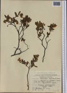 Хамедафна обыкновенная, Болотный мирт (L.) Moench, Сибирь, Чукотка и Камчатка (S7) (Россия)