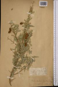 Caragana halodendron (Pall.) Dum.Cours., Средняя Азия и Казахстан, Муюнкумы, Прибалхашье и Бетпак-Дала (M9) (Казахстан)