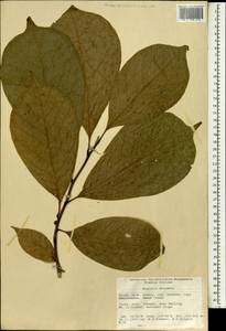 Magnolia denudata Desr., Зарубежная Азия (ASIA) (КНР)