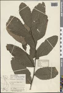 Castanopsis indica (Roxb. ex Lindl.) A.DC., Зарубежная Азия (ASIA) (Вьетнам)