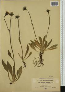 Hieracium armerioides subsp. nigritellum (Arv.-Touv.) Zahn, Западная Европа (EUR) (Франция)