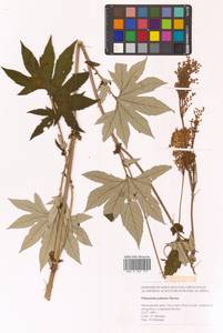 Filipendula digitata (Willd.) Bergmans, Сибирь, Дальний Восток (S6) (Россия)