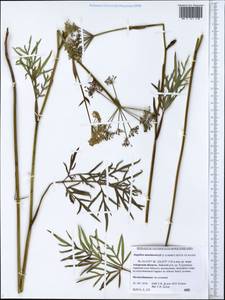 Остерикум Максимовича (F.Schmidt) Kitag., Сибирь, Дальний Восток (S6) (Россия)