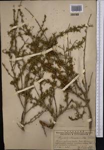 Prunus petunnikowii (Litv.) Rehder, Средняя Азия и Казахстан, Западный Тянь-Шань и Каратау (M3) (Казахстан)