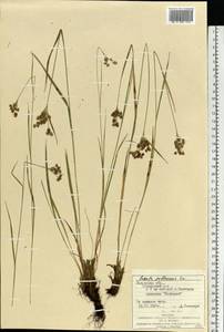 Ожика бледная Sw., Восточная Европа, Западно-Украинский район (E13) (Украина)