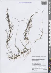 Digitaria longiflora (Retz.) Pers., Зарубежная Азия (ASIA) (Вьетнам)