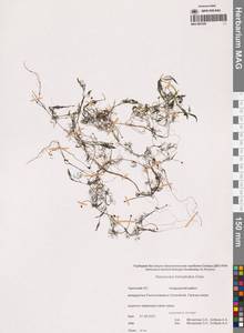 Лютик волосолистный, Шелковник волосолистный Chaix, Сибирь, Чукотка и Камчатка (S7) (Россия)