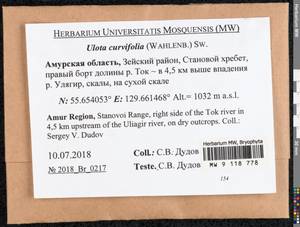 Ulota curvifolia (Wahlenb.) Sw., Гербарий мохообразных, Мхи - Дальний Восток (без Чукотки и Камчатки) (B20) (Россия)