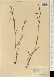 Горец перечный, Водяной перец (L.) Spach, Монголия (MONG) (Монголия)
