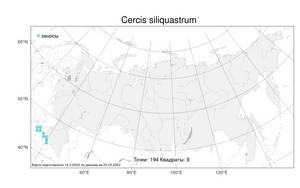 Cercis siliquastrum, Церцис европейский L., Атлас флоры России (FLORUS) (Россия)