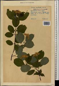 Свидина южная (C.A.Mey.) Jáv., Кавказ, Черноморское побережье (от Новороссийска до Адлера) (K3) (Россия)