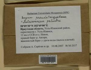 Aulacomnium palustre (Hedw.) Schwägr., Гербарий мохообразных, Мхи - Прибайкалье и Забайкалье (B18) (Россия)