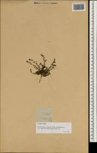 Euploca strigosa (Willd.) Diane & Hilger, Зарубежная Азия (ASIA) (Филиппины)