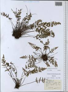 Oeosporangium persica (Bory) Vis., Средняя Азия и Казахстан, Западный Тянь-Шань и Каратау (M3) (Киргизия)