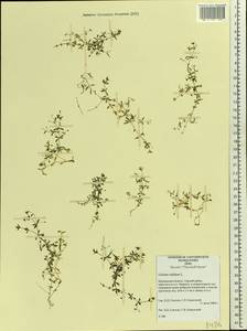 Подмаренник трехраздельный L., Восточная Европа, Северный район (E1) (Россия)
