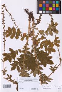 Репешок обыкновенный L., Восточная Европа, Московская область и Москва (E4a) (Россия)