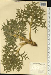 Синеголовник равнинный L., Восточная Европа, Центральный лесостепной район (E6) (Россия)