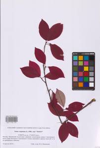 Черемуха виргинская L., Восточная Европа, Московская область и Москва (E4a) (Россия)
