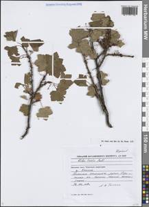 Смородина печальная Pall., Сибирь, Чукотка и Камчатка (S7) (Россия)