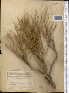 Полынь джунгарская Schrenk, Средняя Азия и Казахстан, Сырдарьинские пустыни и Кызылкумы (M7) (Казахстан)