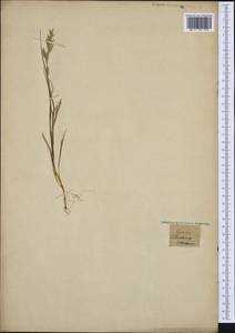 Poaceae, Западная Европа (EUR) (Франция)
