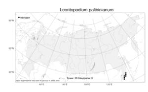 Leontopodium palibinianum, Эдельвейс Палибина Beauverd, Атлас флоры России (FLORUS) (Россия)