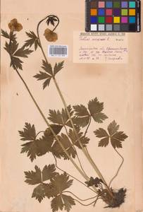 Купальница европейская L., Восточная Европа, Северо-Западный район (E2) (Россия)