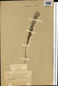 Солонечник мохнатый, Грудница мохнатая (L.) Rchb. fil., Восточная Европа, Средневолжский район (E8) (Россия)