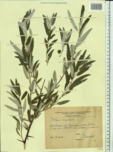 Лох узколистный, Лох обыкновенный L., Восточная Европа, Центральный лесостепной район (E6) (Россия)