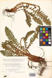 Щитовник пахучий (L.) Schott, Сибирь, Дальний Восток (S6) (Россия)