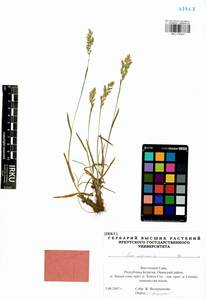Мятлик альпийский L., Сибирь, Прибайкалье и Забайкалье (S4) (Россия)