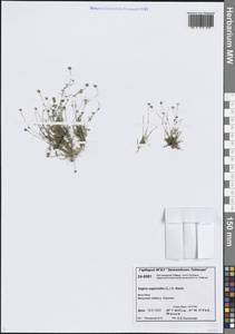 Мшанка моховидная (L.) Karst., Сибирь, Центральная Сибирь (S3) (Россия)