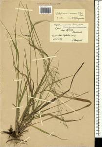 Achnatherum virescens (Trin.) Banfi, Galasso & Bartolucci, Крым (KRYM) (Россия)