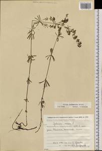 Подмаренник русский Willd., Сибирь, Чукотка и Камчатка (S7) (Россия)
