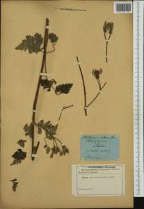 Chaerophyllum nodosum (L.) Crantz, Восточная Европа (без точных пунктов) (E0) (Россия)