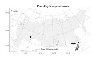 Pseudogalium paradoxum (Maxim.) L.E Yang, Z.L.Nie & H.Sun, Атлас флоры России (FLORUS) (Россия)