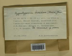 Hygrohypnum luridum (Hedw.) Jenn., Гербарий мохообразных, Мхи - Закавказье (B13) (Южная Осетия)