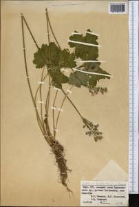 Primula matthioli subsp. turkestanica (Losinsk.) Kovt., Средняя Азия и Казахстан, Памир и Памиро-Алай (M2) (Киргизия)