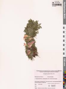 Карагана гривастая, Верблюжий хвост (Pall.) Poir., Сибирь, Чукотка и Камчатка (S7) (Россия)