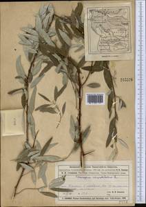 Лох узколистный, Лох обыкновенный L., Средняя Азия и Казахстан, Муюнкумы, Прибалхашье и Бетпак-Дала (M9) (Казахстан)