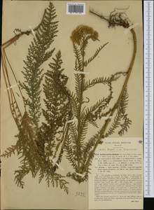 Achillea distans subsp. stricta (Schleich. ex Gremli) Janch., Западная Европа (EUR) (Италия)