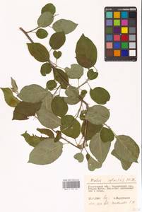 Яблоня лесная Mill., Восточная Европа, Средневолжский район (E8) (Россия)