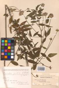 Bituminaria bituminosa subsp. pontica (A.P.Khokhr.) V.V.Fateryga & Fateryga, Кавказ, Грузия (K4) (Грузия)