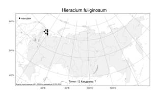 Hieracium fuliginosum (Laest.) Andersson, Атлас флоры России (FLORUS) (Россия)