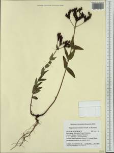 Hypericum rochelii, Западная Европа (EUR) (Болгария)
