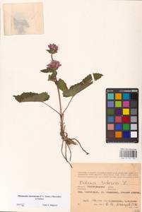 MHA 0 154 183, Зопничек клубненосный (L.) Moench, Восточная Европа, Нижневолжский район (E9) (Россия)