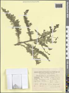 Биберштейния многораздельная DC., Кавказ, Азербайджан (K6) (Азербайджан)